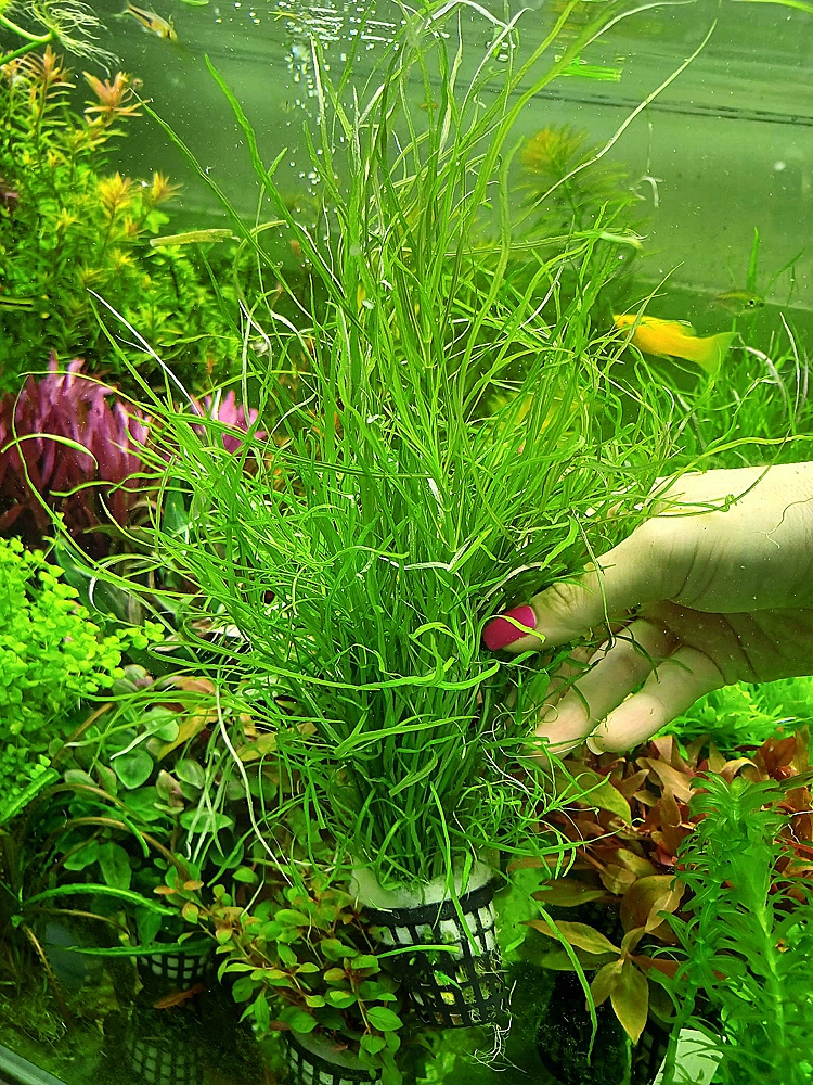 Аквариумное растение Pogestemon Octopus