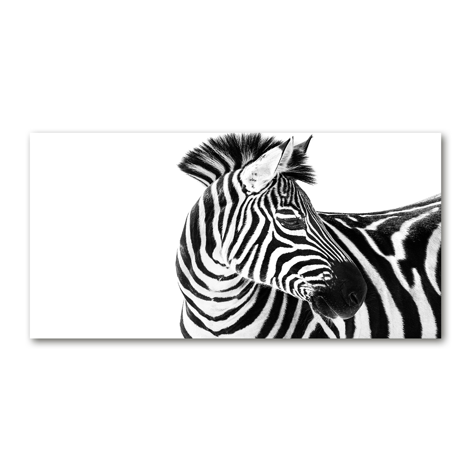 

Foto obraz akryl zdjęcie Zebra w śniegu 120X60 cm