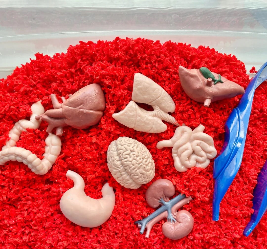 Zestaw Figurek w Tubie TOOB Safari Ltd. - Narządy Wewnętrzne Człowieka Materiał plastik