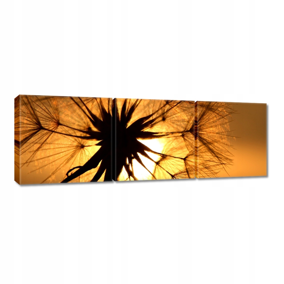 

Obrazy 150x50 Dmuchawiec Kwiat Kwiatki