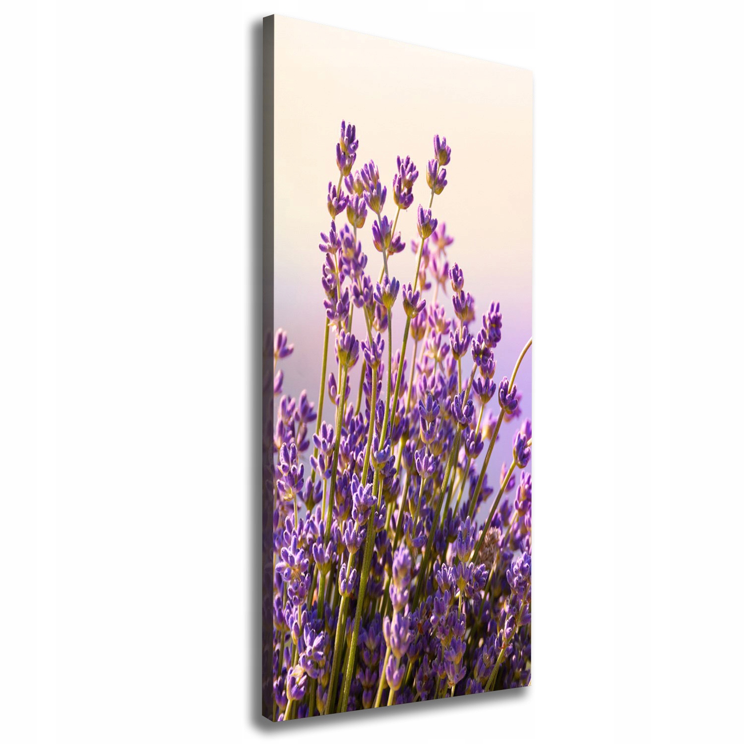 

Nowoczesny obraz canvas na ramie Lawenda 50x125 cm