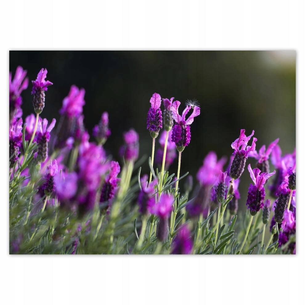 

Naklejki 70x50 Fioletowe kwiatki