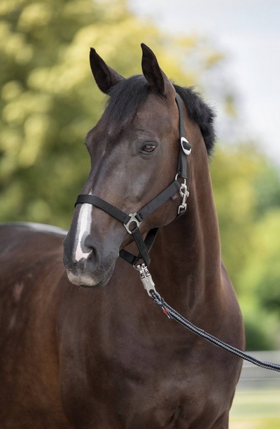 KANTAR DLA KONIA SHETTY CZARNY COVALLIERO