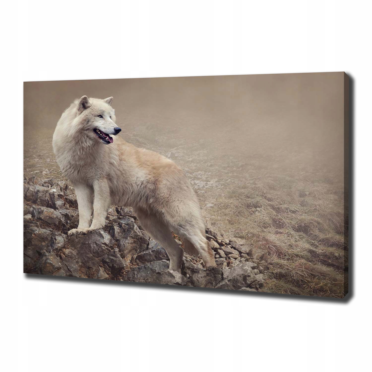 

Foto obraz na płótnie Biały wilk na skale 100x70cm