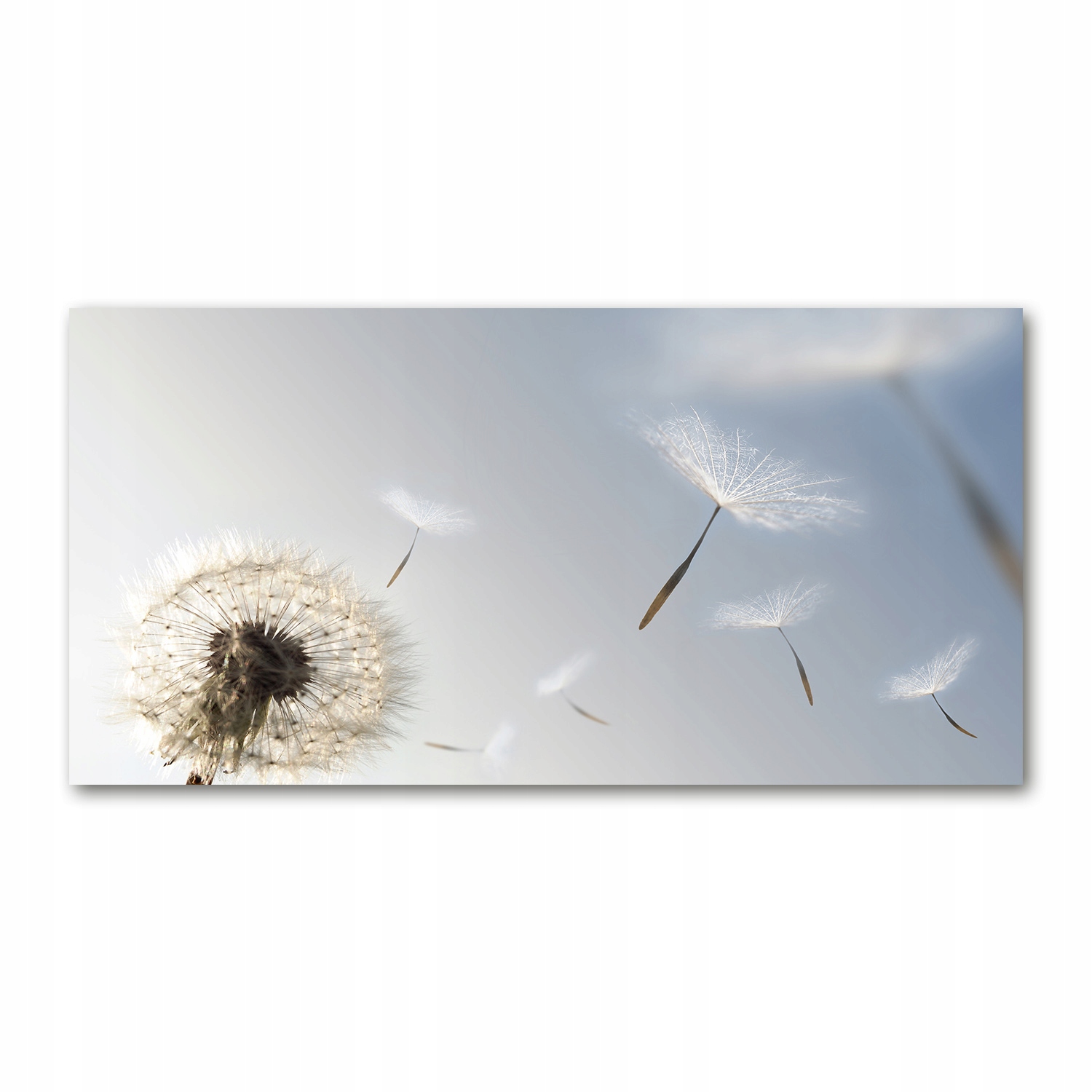 

Foto-obraz akrylowy Dmuchawiec zdjęcie 140x70 cm