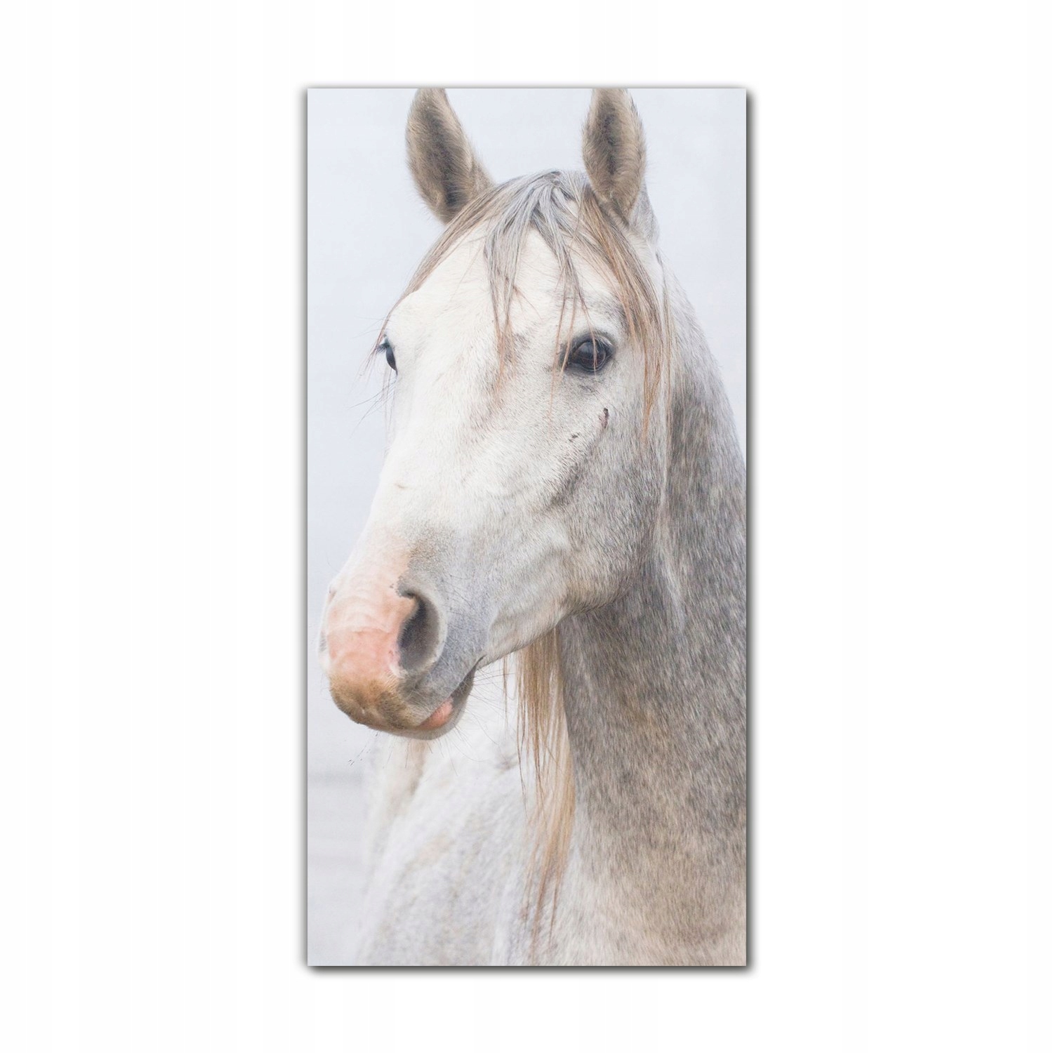 

Foto-obraz ścienny grafika 70x140 Biały ogier koń