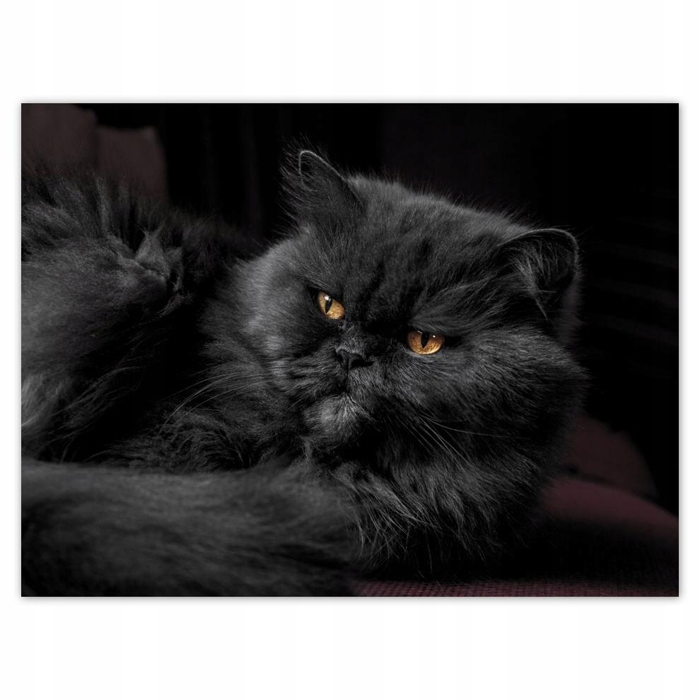 

Plakat 40x30 Kotek Kotki Koty Kicia