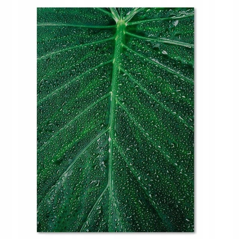 

Obraz Do Biura Krople Na Liściu Deco Panel 30x40