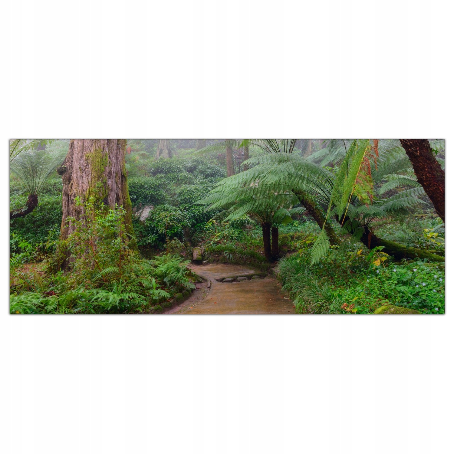 

Obraz na szkle Foto Tropiki Las Deszczowy 125x50