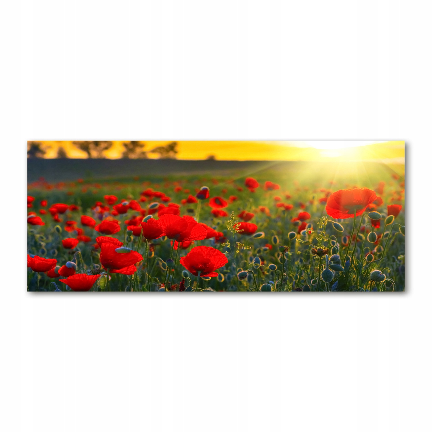 

Foto obraz na szkle akrylowym Pole maków 125x50 cm