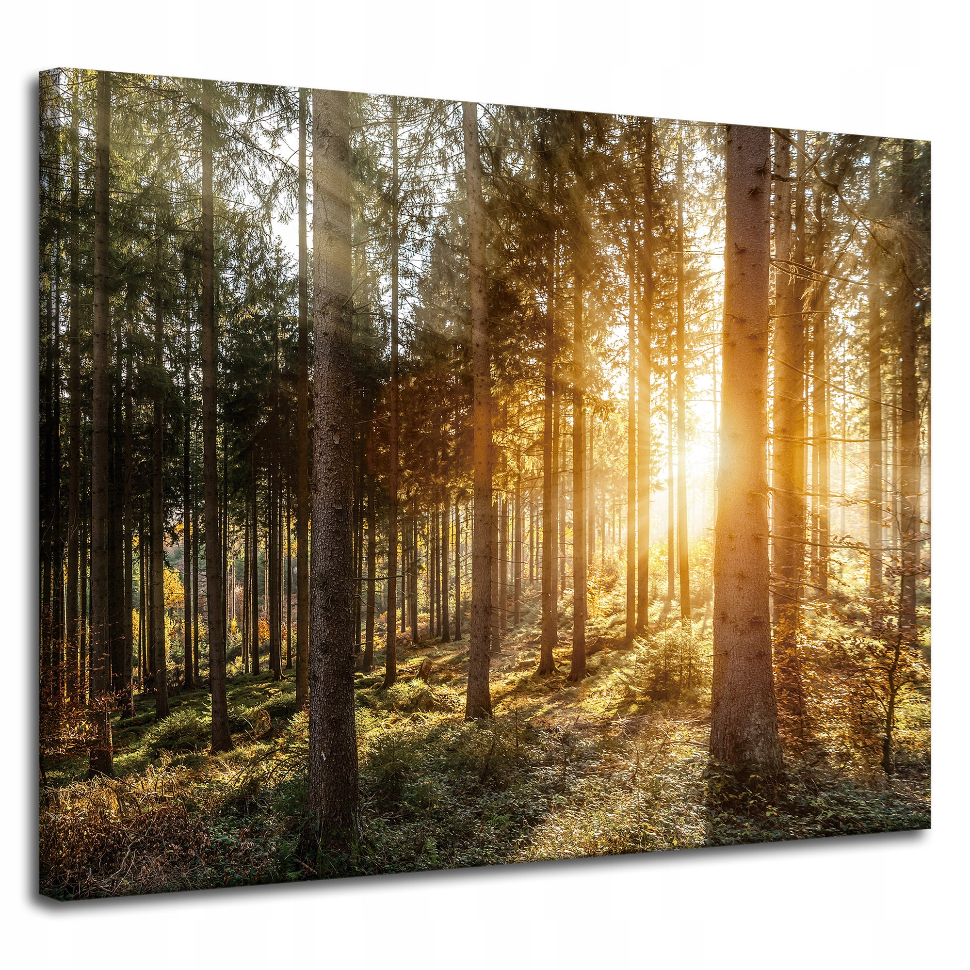 Obraz na plátně Břízy Stromy Slunce Ráno 100x80 cm Ideální jako dárek