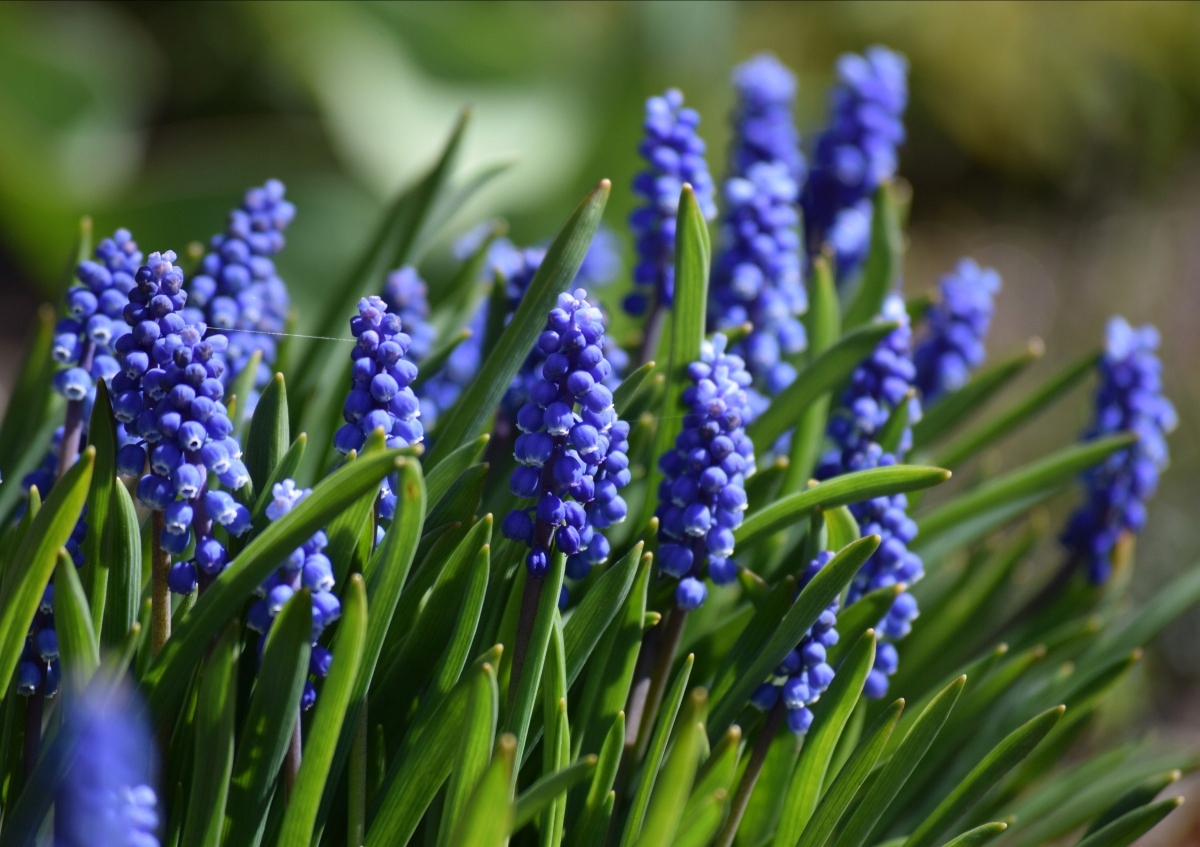 

Fototapeta Flizelinowa Szafirki Niebieski 208x146