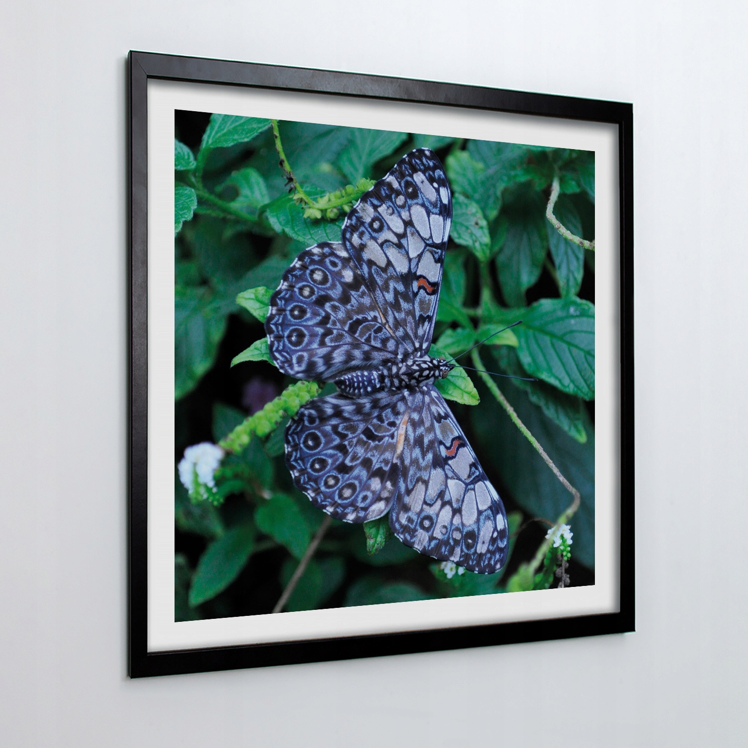 Moderní obraz s rámečkem Motýl list květ 50x50 cm