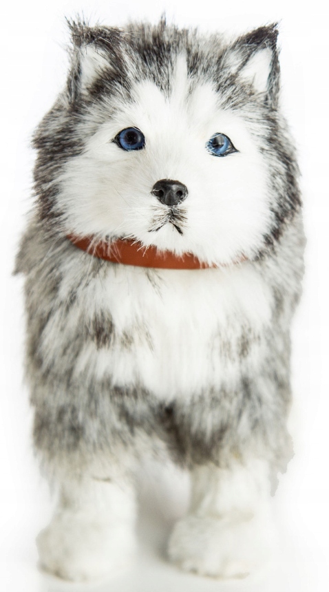 

Piesek Do Adopcji Husky The Queens Treasures