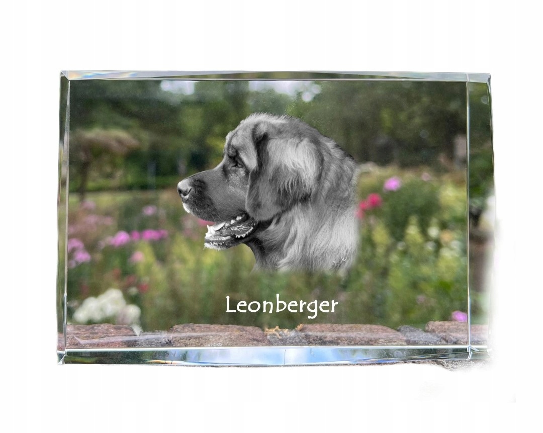 Leonberger fotografia psa v kryštáli, suvenír, trofej, poďakovanie
