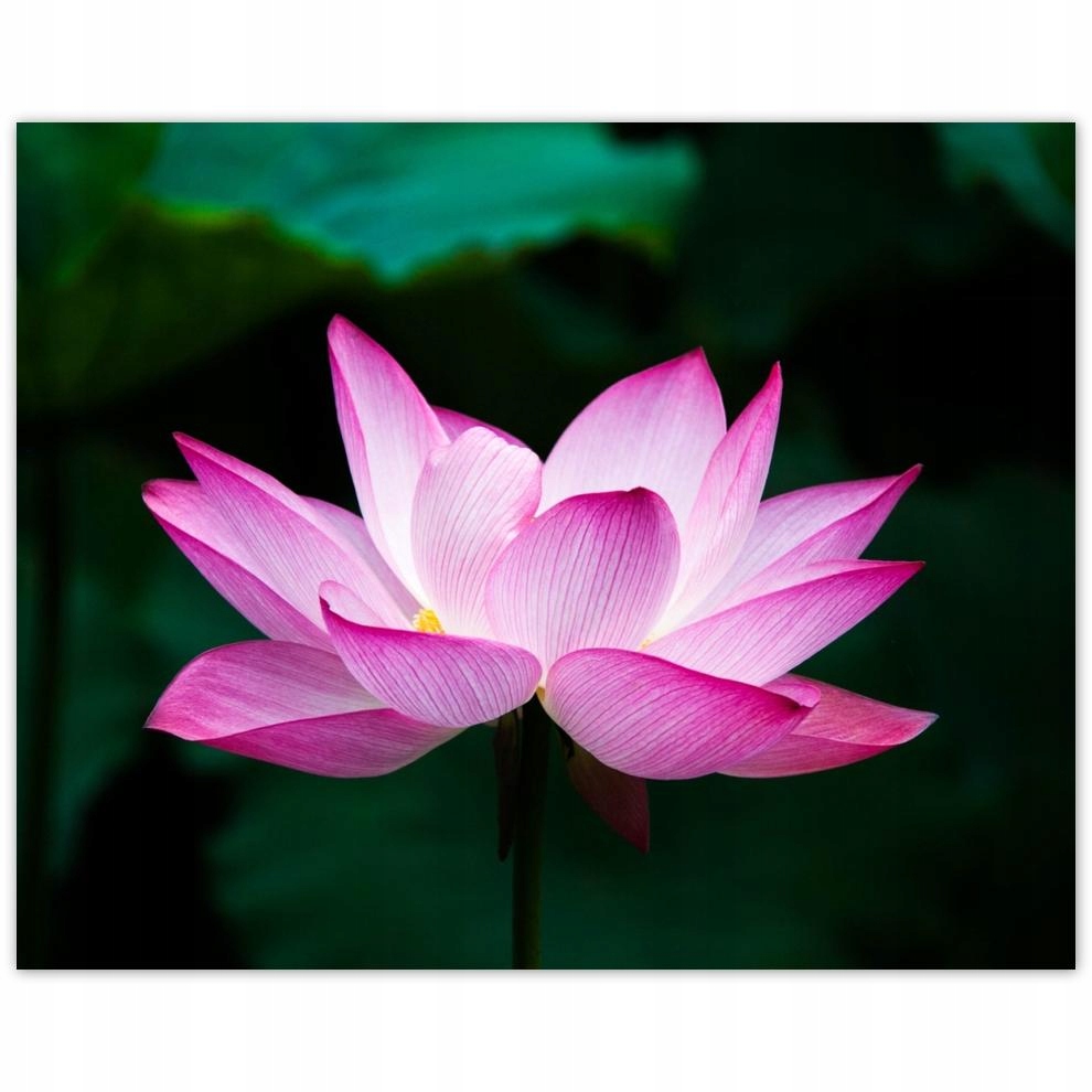 

Plakat 50x40 Kwiat lotosu