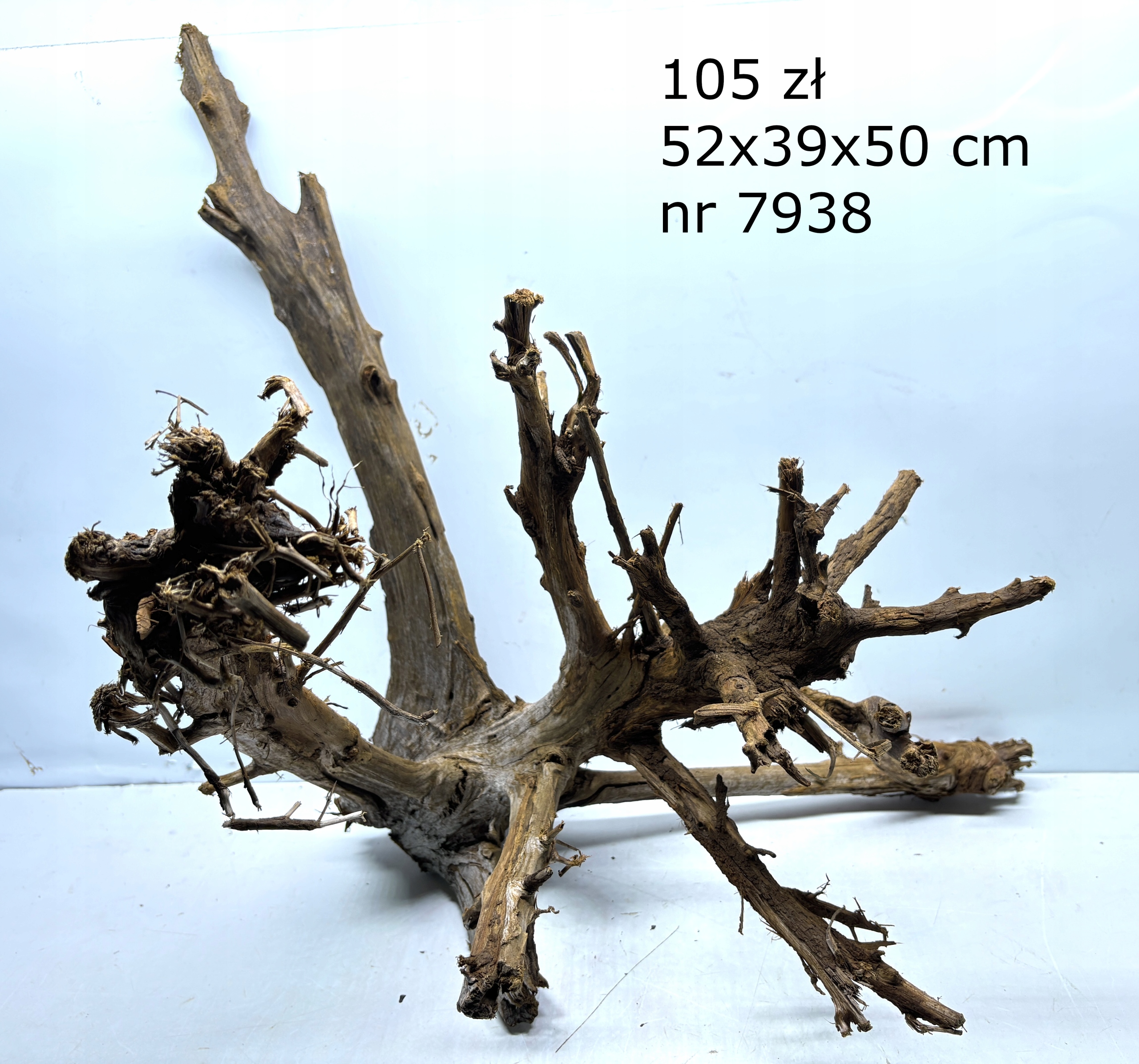 Korzeń Mangrowca mangrowiec nr 7938