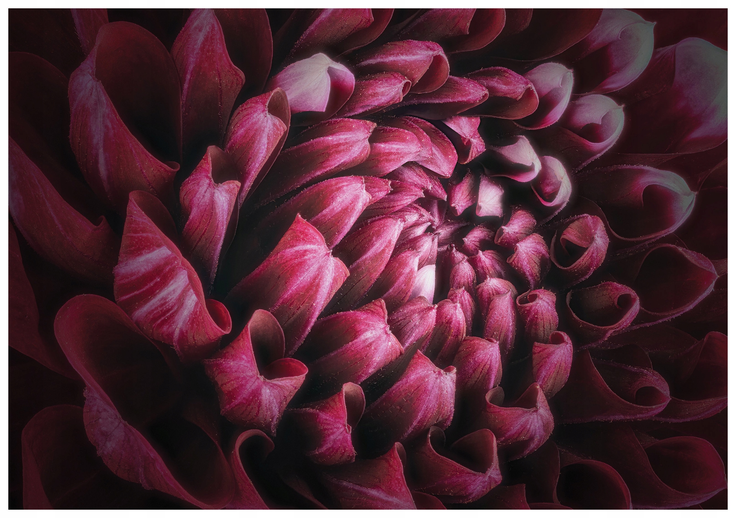 Vliesová fototapeta Jiřina květiny do obývacího pokoje ložnice 416x254 lepidlo