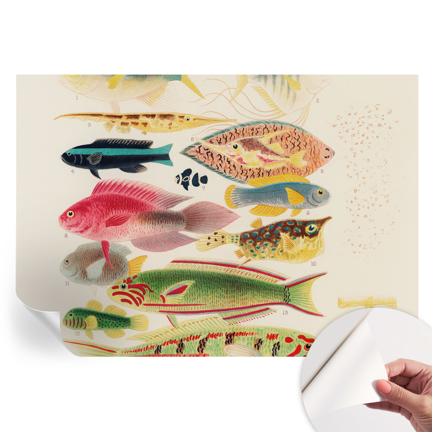 Samolepiaca dekoratívna fototapeta do spálne Farebné ryby 208 x 146 cm