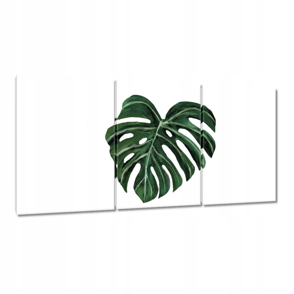 

Obrazy 120x60 Monstera deliciosa Liść