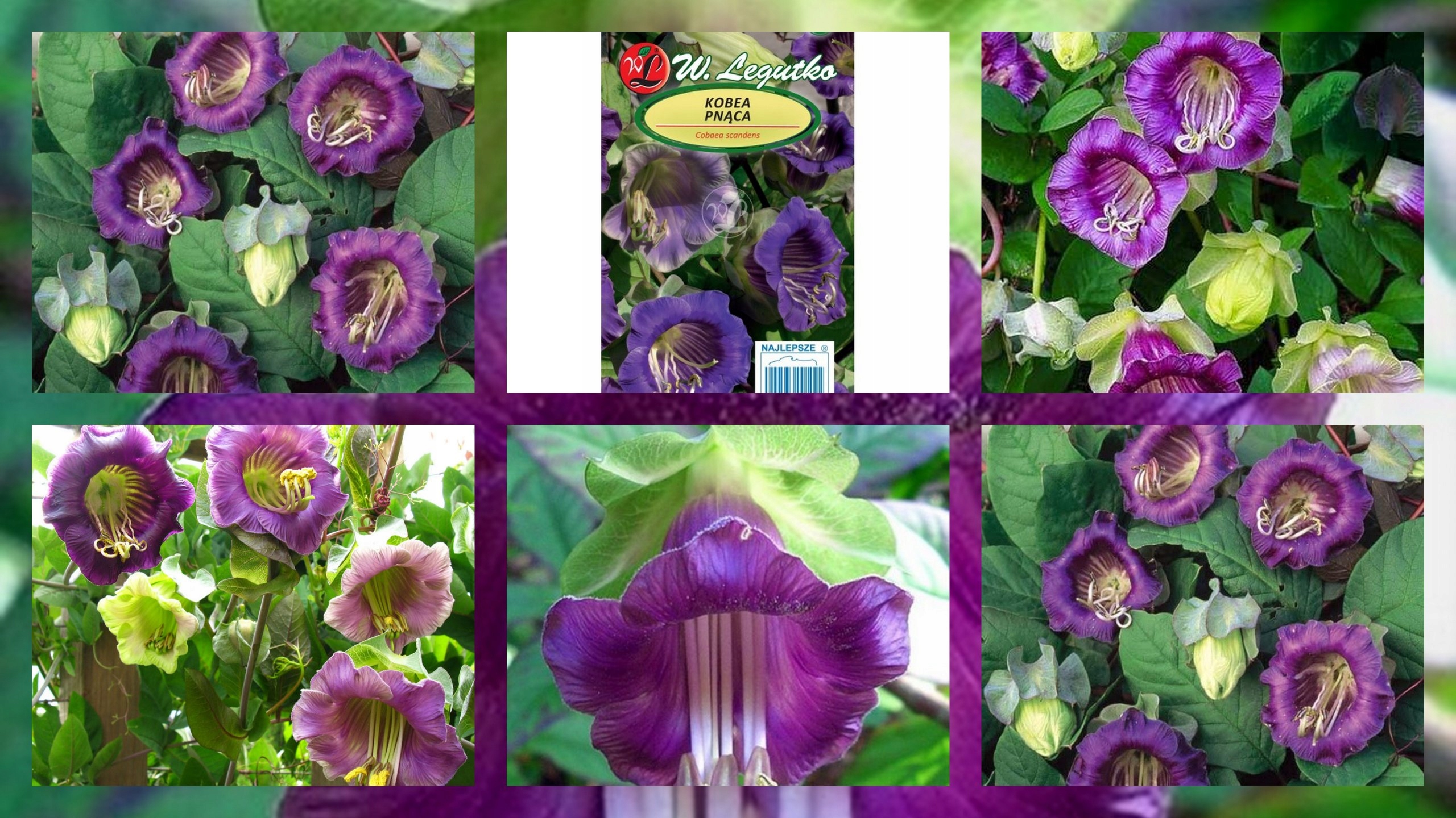 Семена лианы кобеи 0,1 г