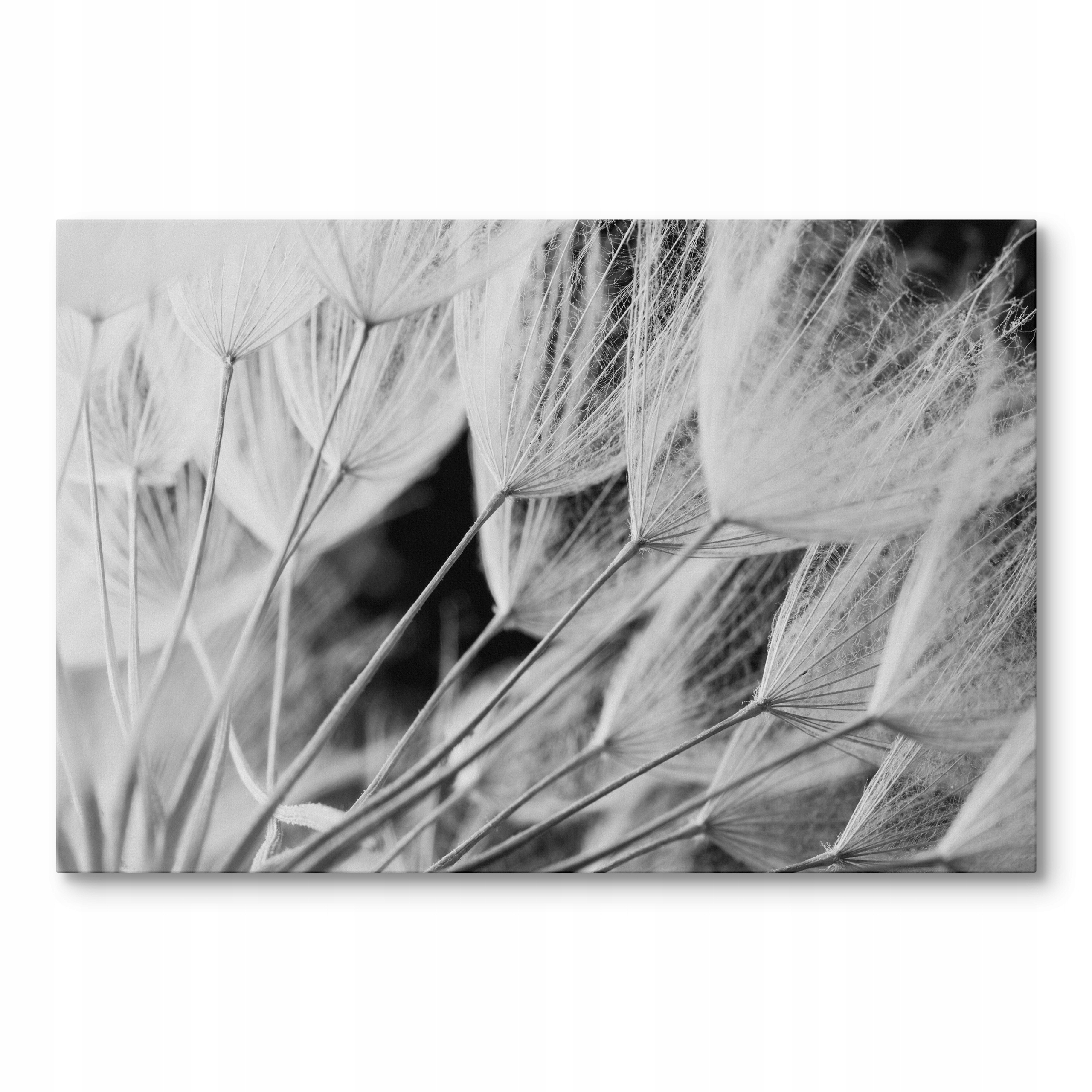 Obraz na plátně Černobílý Pampeliška Do Obývacího Pokoje Ložnice 120 x 80 cm