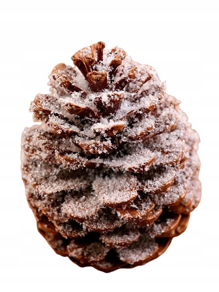 

Szyszki szyszka ośnieżone 1 szt. Duże 5 cm