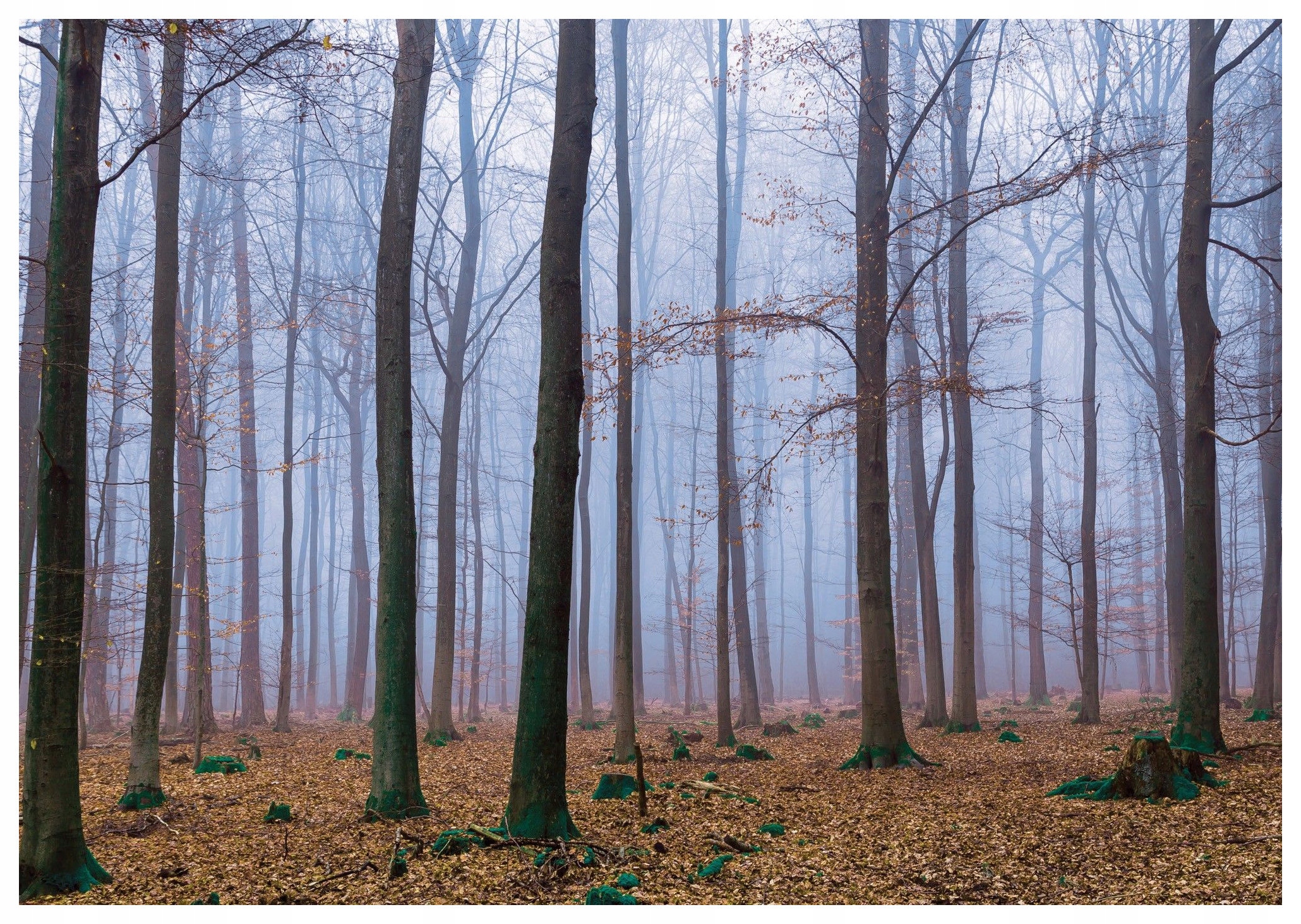 Fototapeta Jesenný les v hmle hra farieb a svetla 300x210 lepidlo