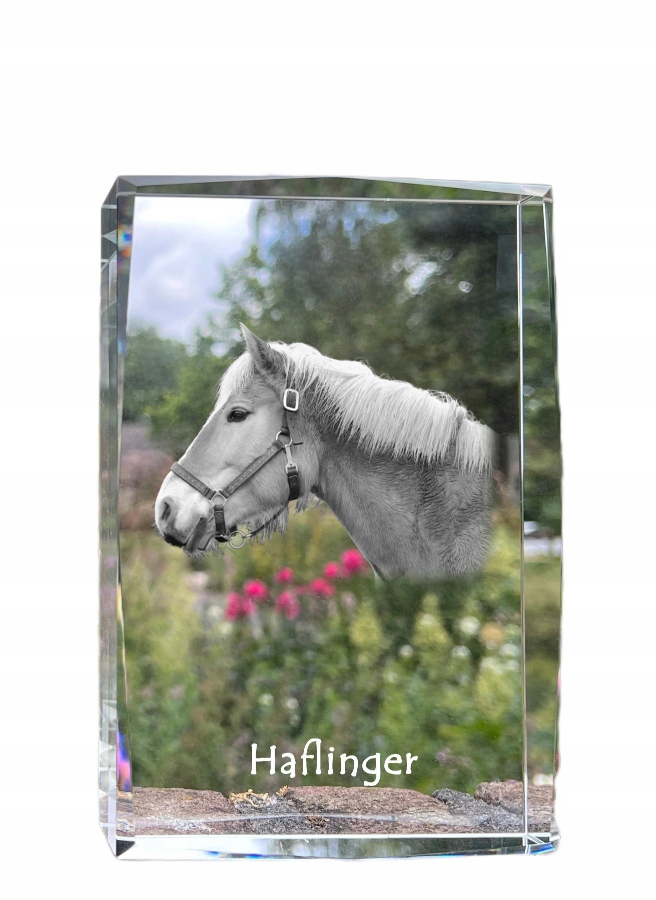 Kôň Haflinger fotografia v kryštáli, suvenír, trofej, poďakovanie