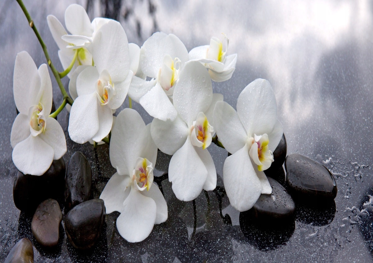 

Fototapeta Flizelinowa Orchidei Kamienie 312x219