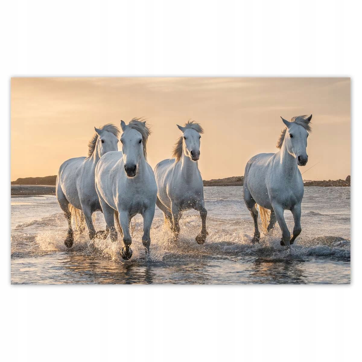Fototapety 416x254 Divocí koně Wild Horses