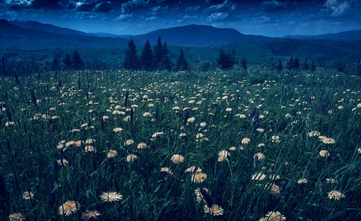 

Fototapeta Flizelinowa Mlecze żółte 416x254
