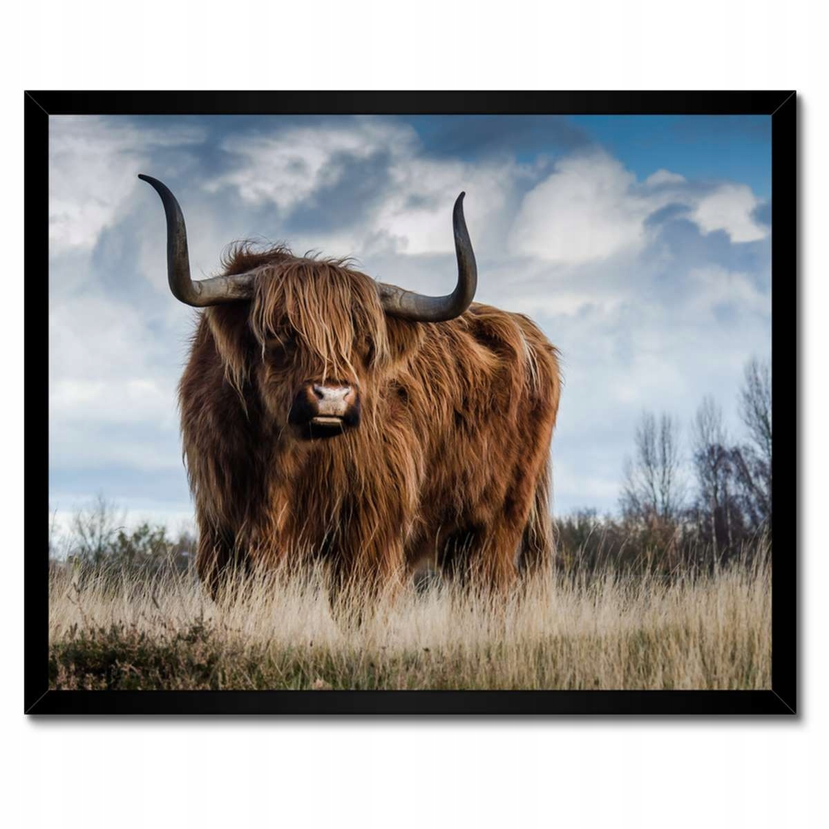Plakáty v rámu 50x40 Kráva skotská vysočina Roh