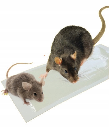 LEP NA MYSZY SZCZURY GRYZONIE RATIMOR PUŁAPKA LEPOWA SILNY KLEJ 2 SZTUKI Rodzaj pułapka