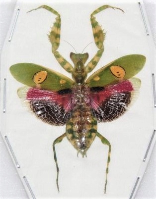 Modliszka Creobroter gemmatus samica