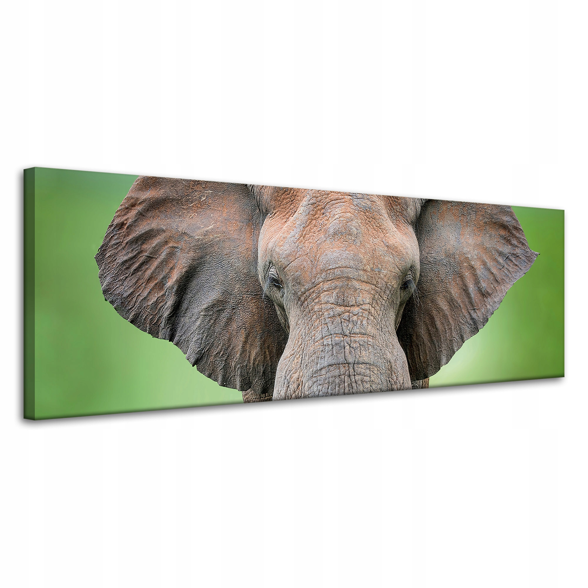 Obraz na plátně Tvář slona Kly Šedá Zvíře 120x40 cm