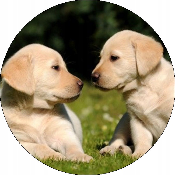 Levně Oplatek na dort Dekorace Jídelní 14 cm Zvířata Pejsek Narozeniny