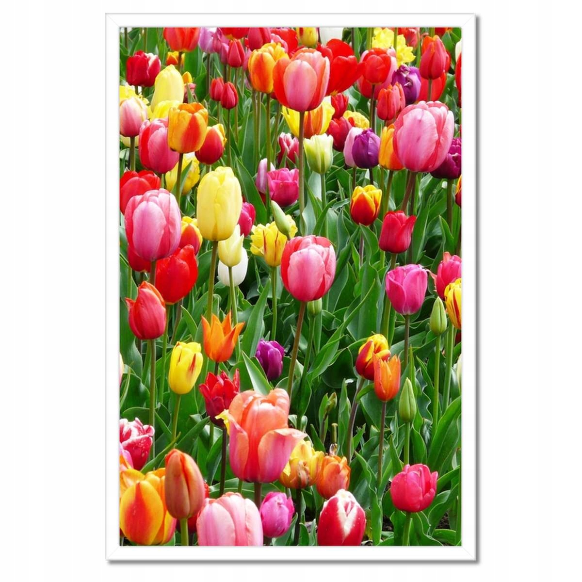 Plakáty v rámu 40x60 Barevné tulipány na louce