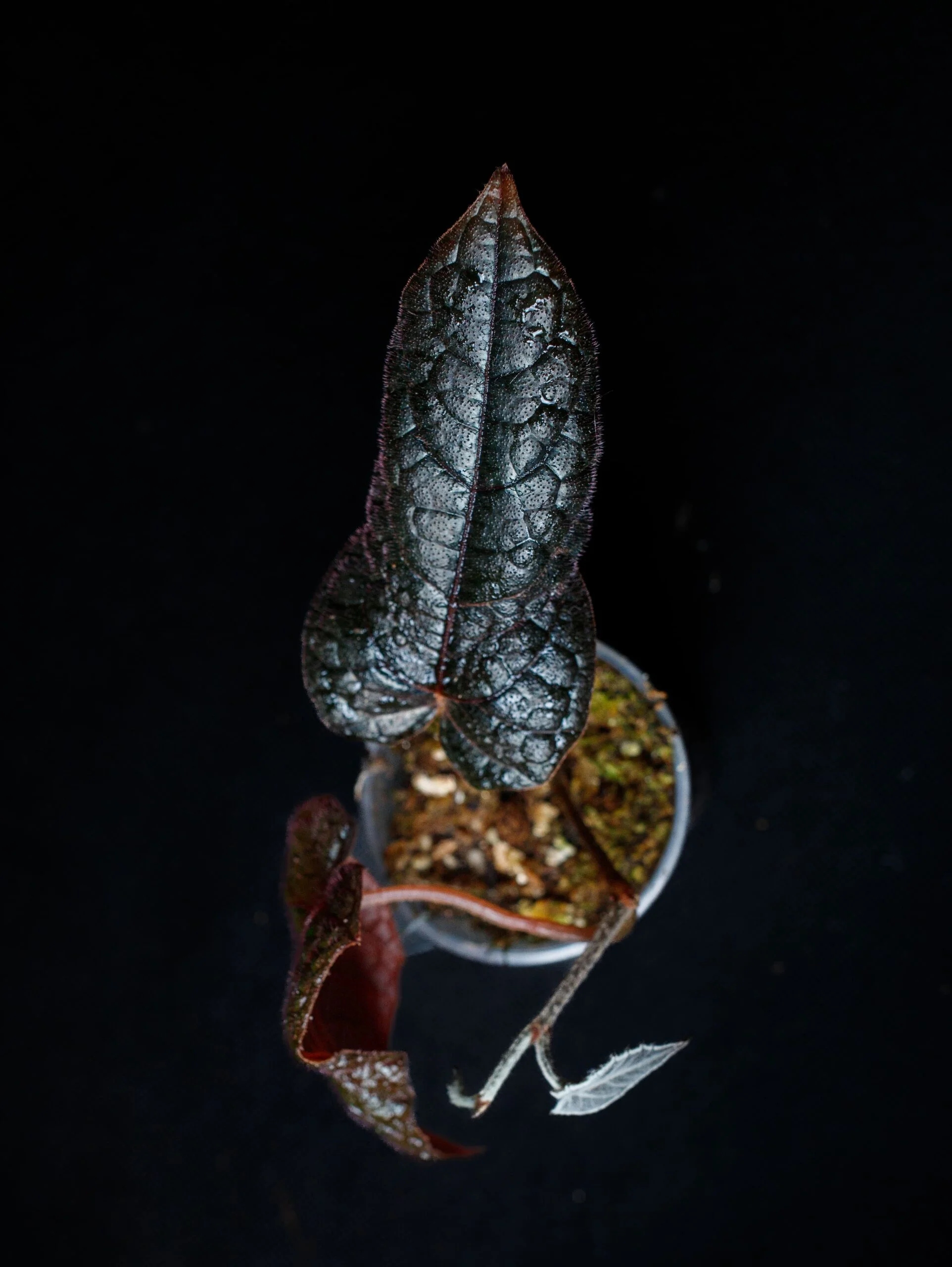 Levně Pterisanthes sp. „Západní Borneo“