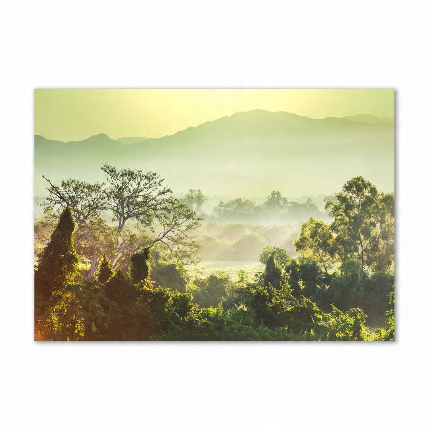 

Foto obraz szkło akrylowe Dżungla duży 100x70cm