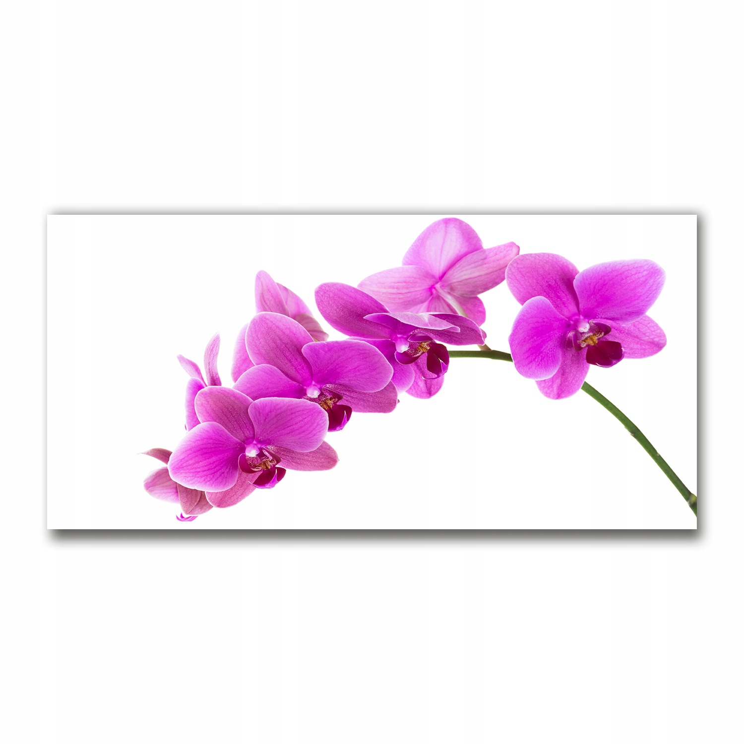 

Foto-obraz akryl Różowa orchidea zdjęcie 140x70 cm