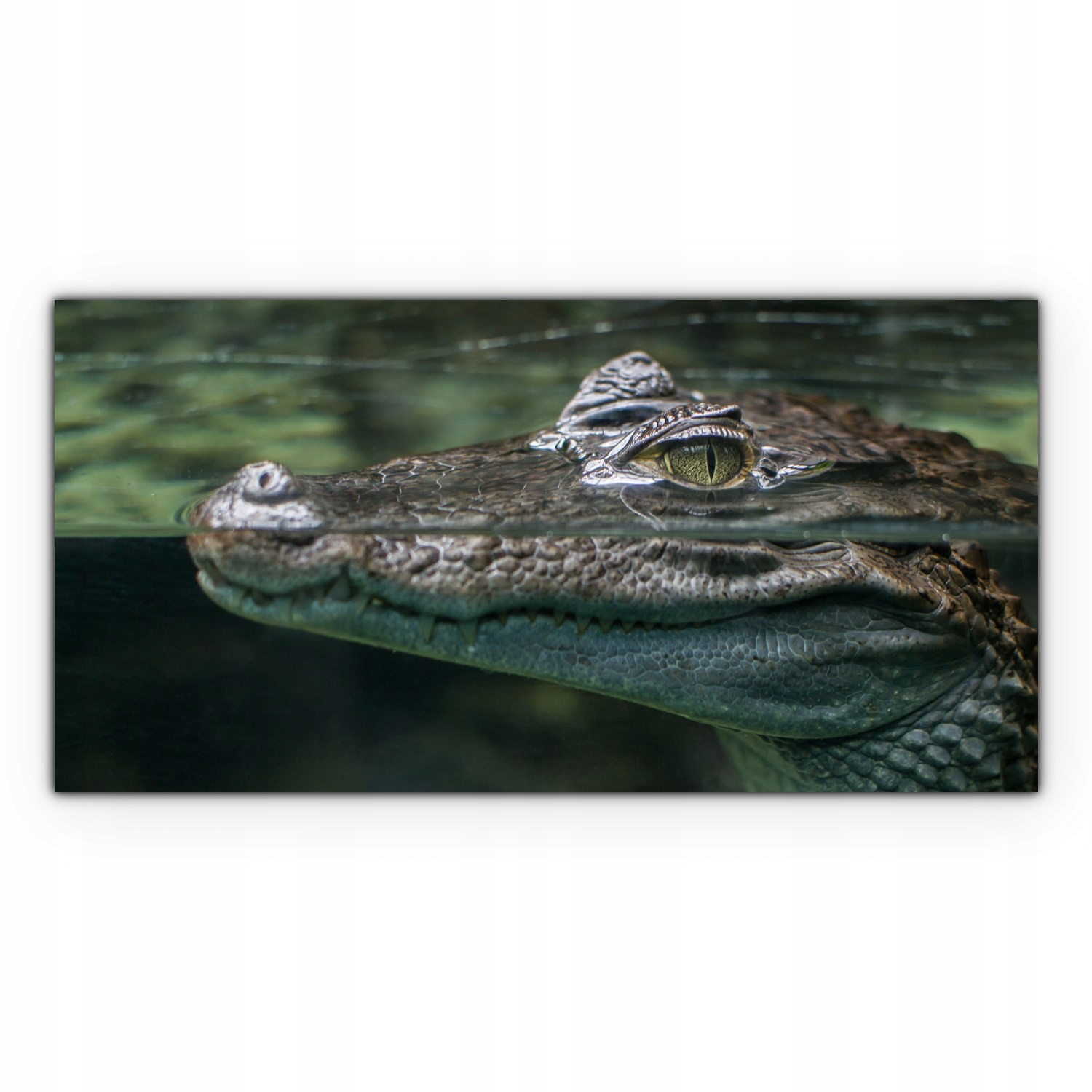

foto-obraz na płótnie 120x60 Krokodyl Woda Zwierzę