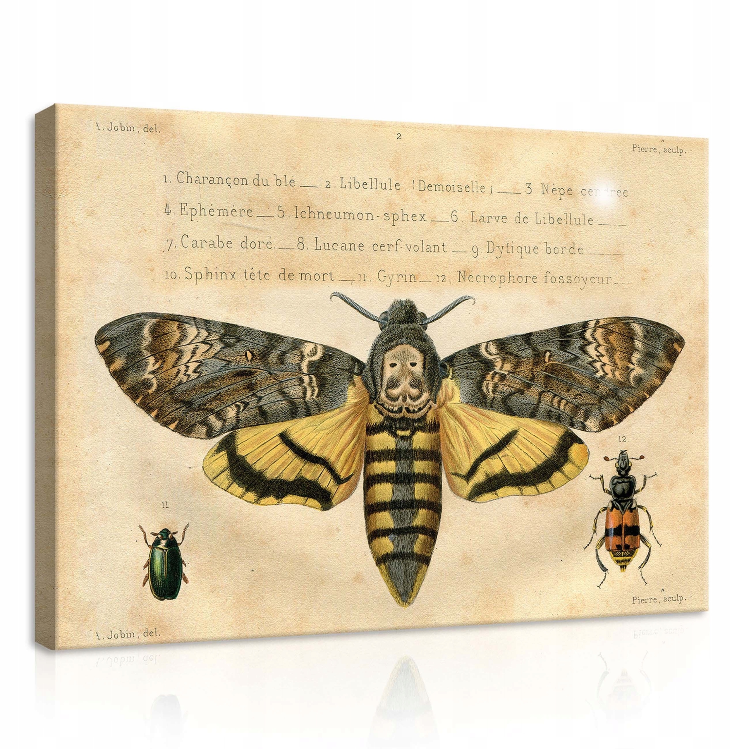 Obraz 70x50 Motýl mrtvá hlavička Acherontia brouci hmyz entomologie