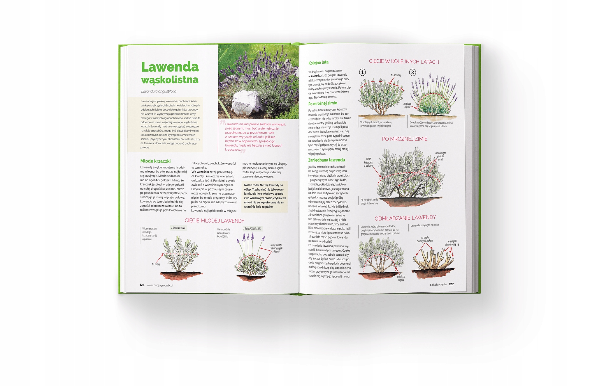 Książka Szkoła Cięcia - Rośliny Ozdobne - Lucyna i ISBN 9788360486115