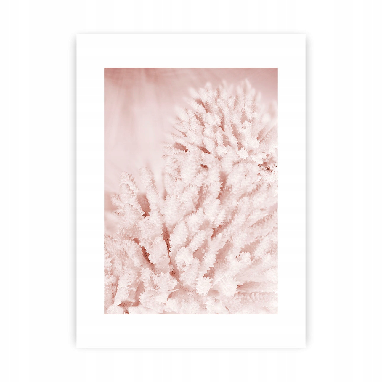 Dekoria Plakát Pastel Pink II