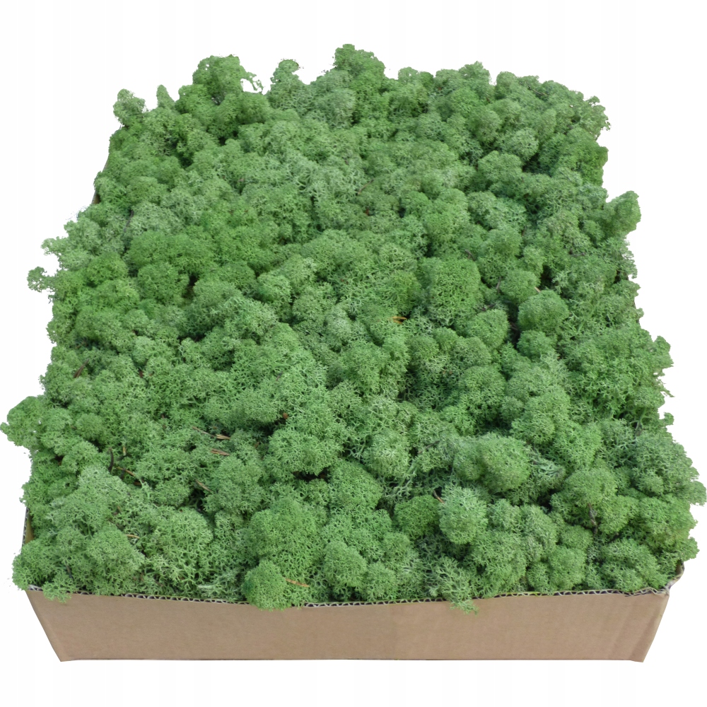 Mech Chrobotek Přírodní Zelený Karton 1kg