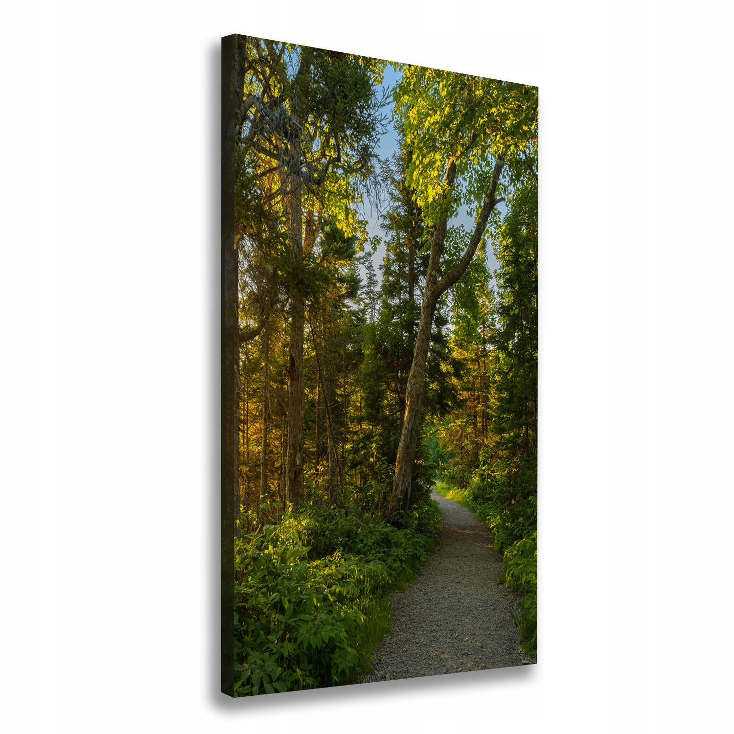 

Foto obraz na płótnie Ścieżka w lesie 60x120 cm