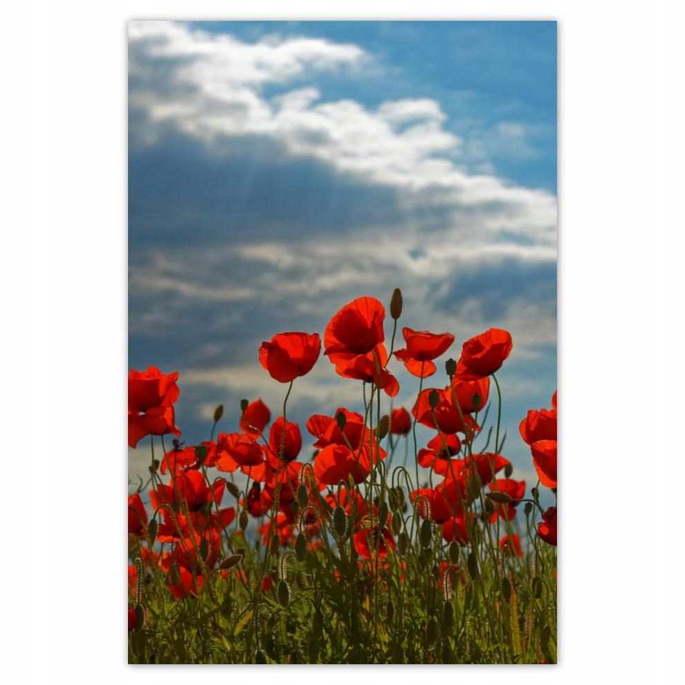 

Plakat 62x93 Mak Maki Kwiaty Kwiatki