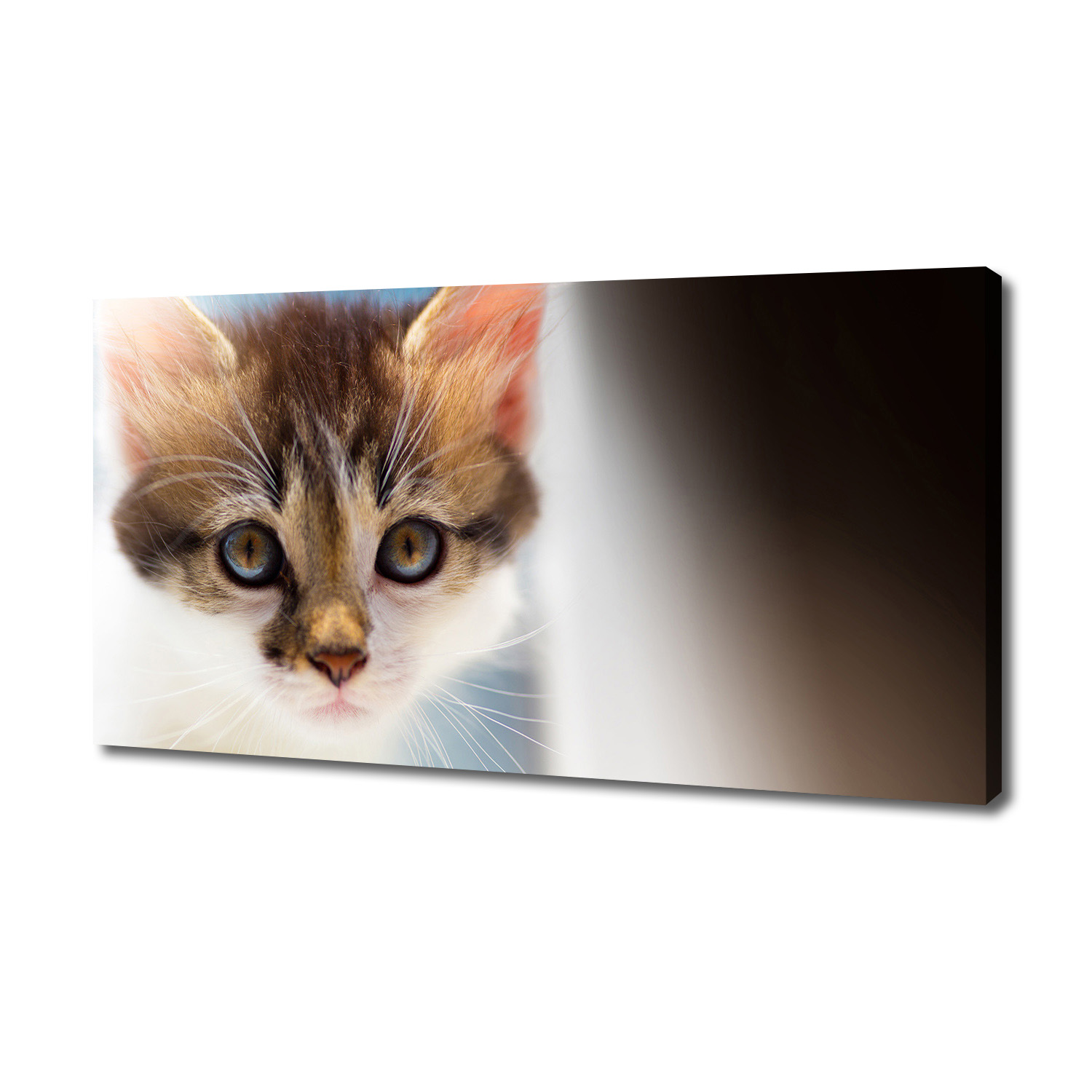

Foto obraz canvas na ścianę Mały kot 140x70 cm