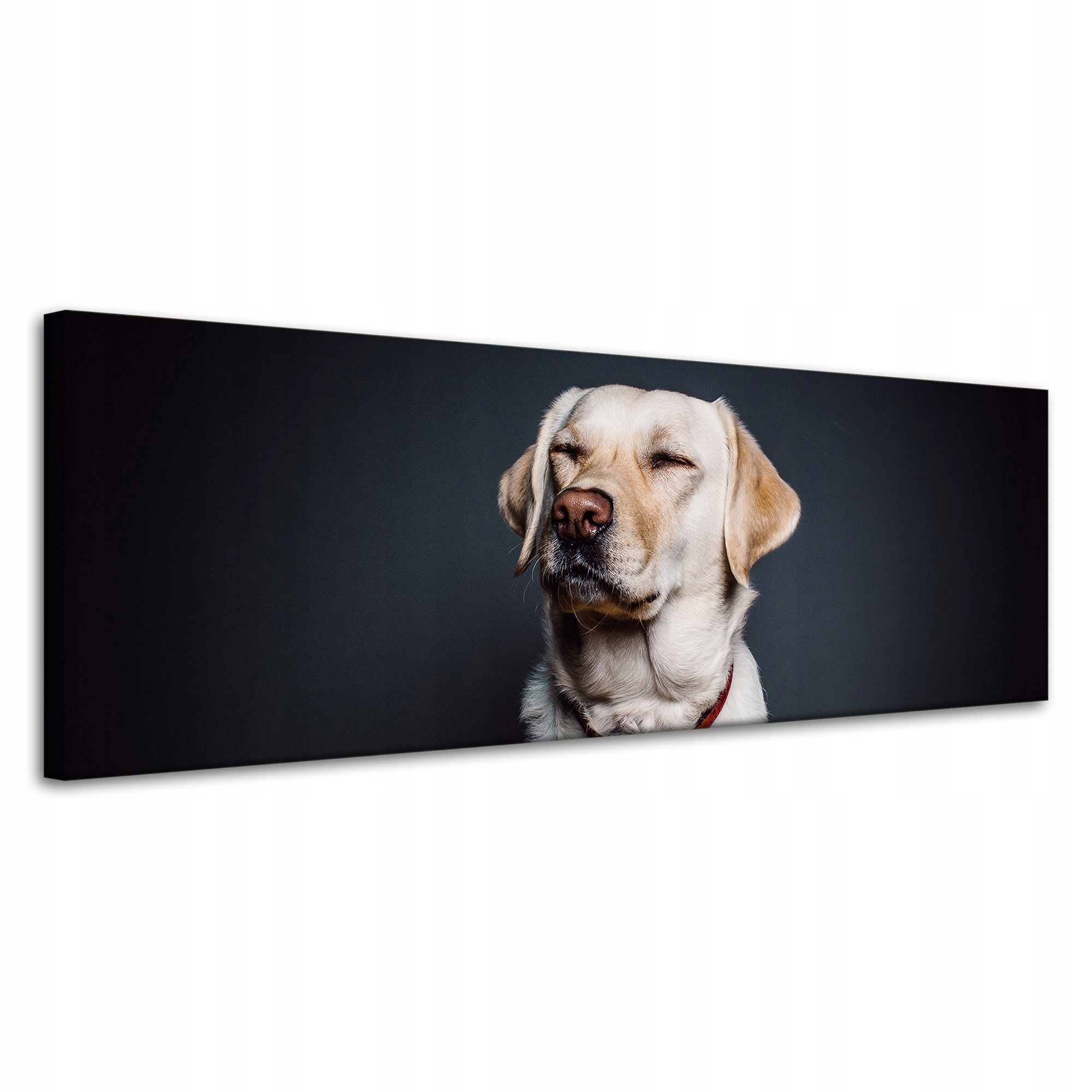Obraz Canvas Zvířata Labrador Pes 120x40 cm